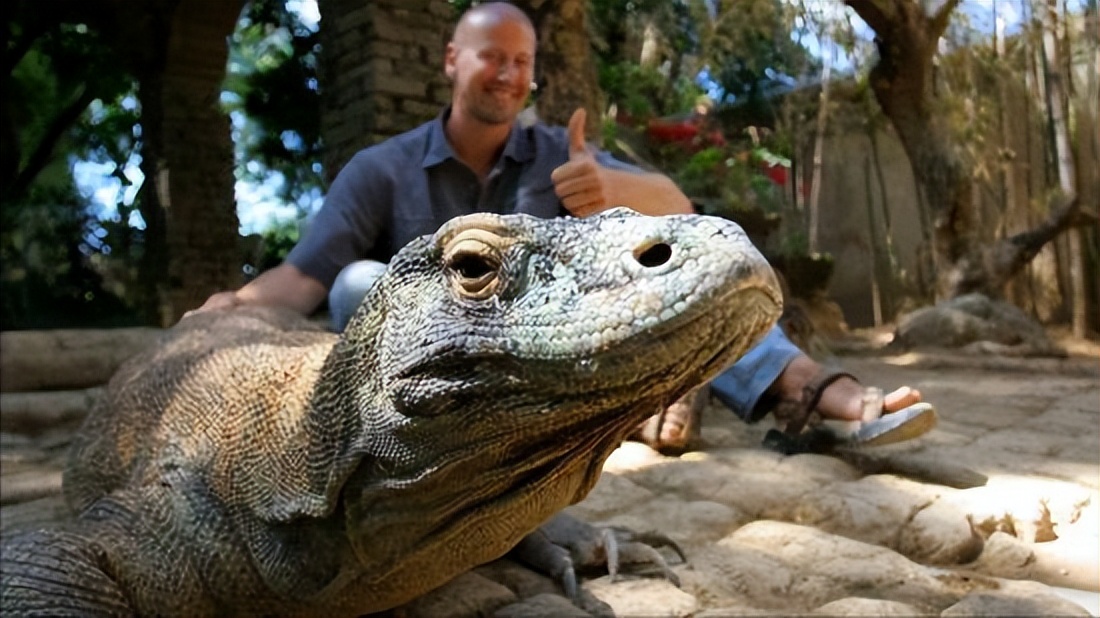 科莫多巨蜥会主动攻击人吗,科莫多巨蜥不袭击人