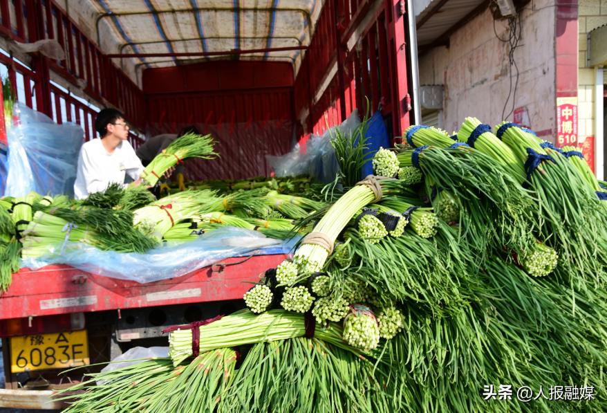 河南杞县蒜薹,麦收时节农民忙丰收喜色挂脸上