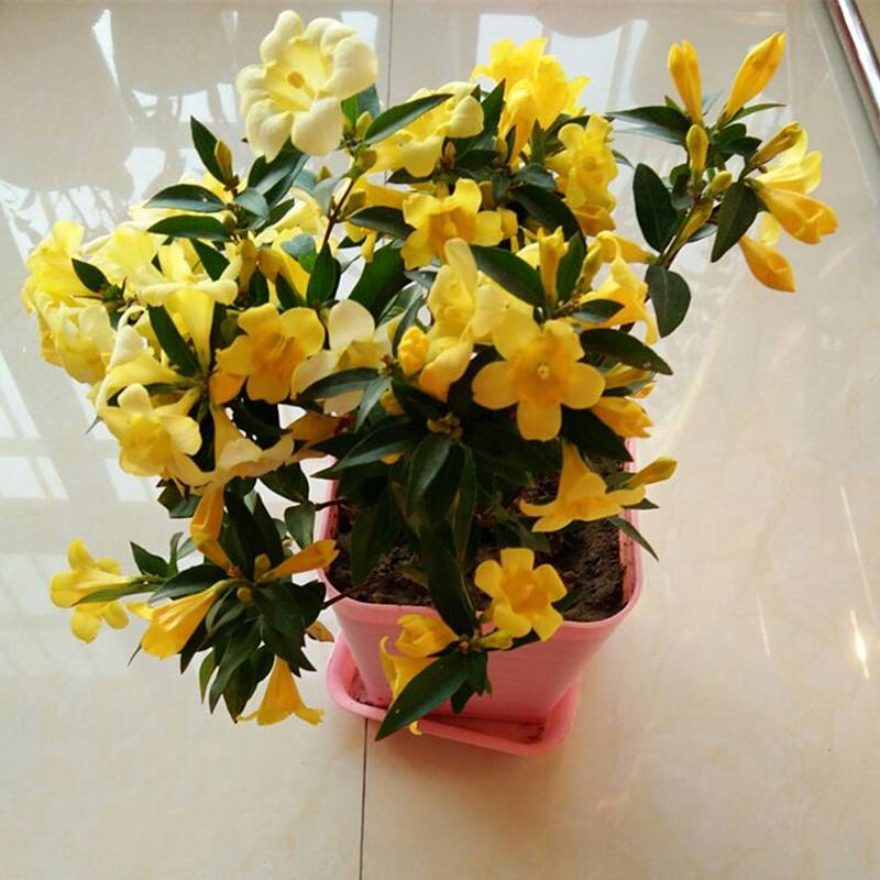 20种大毒花你家里养了吗,4种大毒花家里经常养