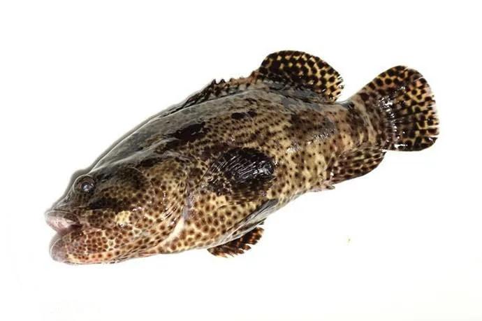 鱼类食材大全名称图片,鱼类菜谱大全100种