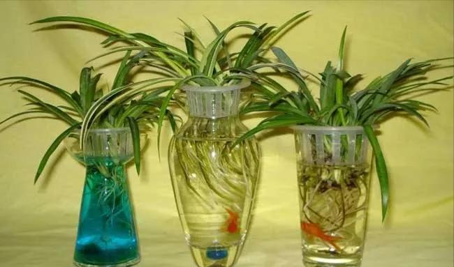 油画吊兰可以用水养吗,吊兰用水养浇啥肥料