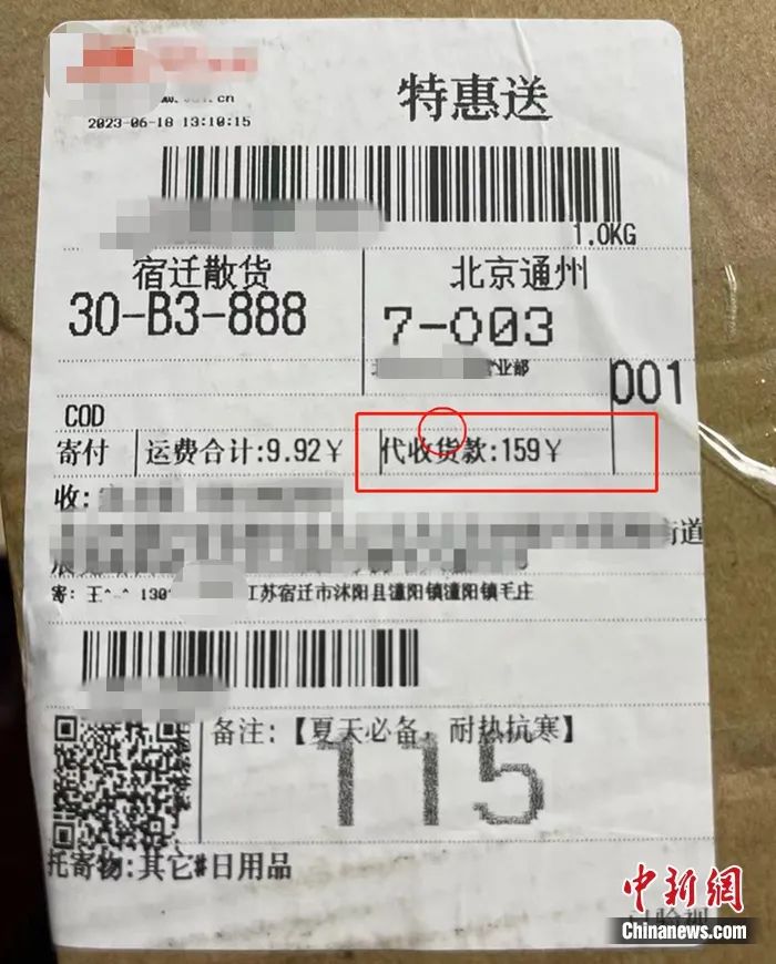 冬青树苗购买,购买红果冬青树苗