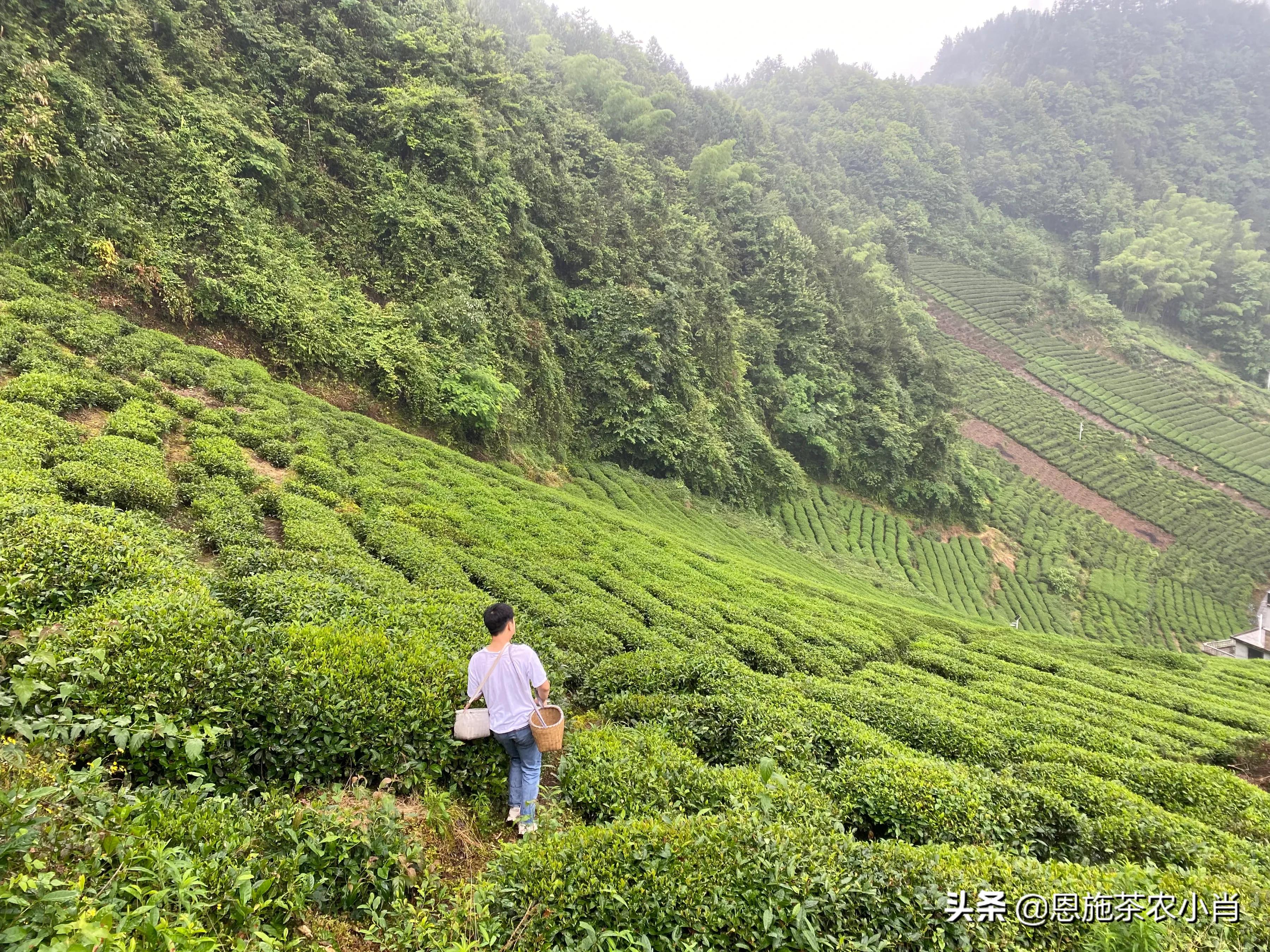 湖北恩施明前高山云雾茶,湖北恩施有什么茶好喝的