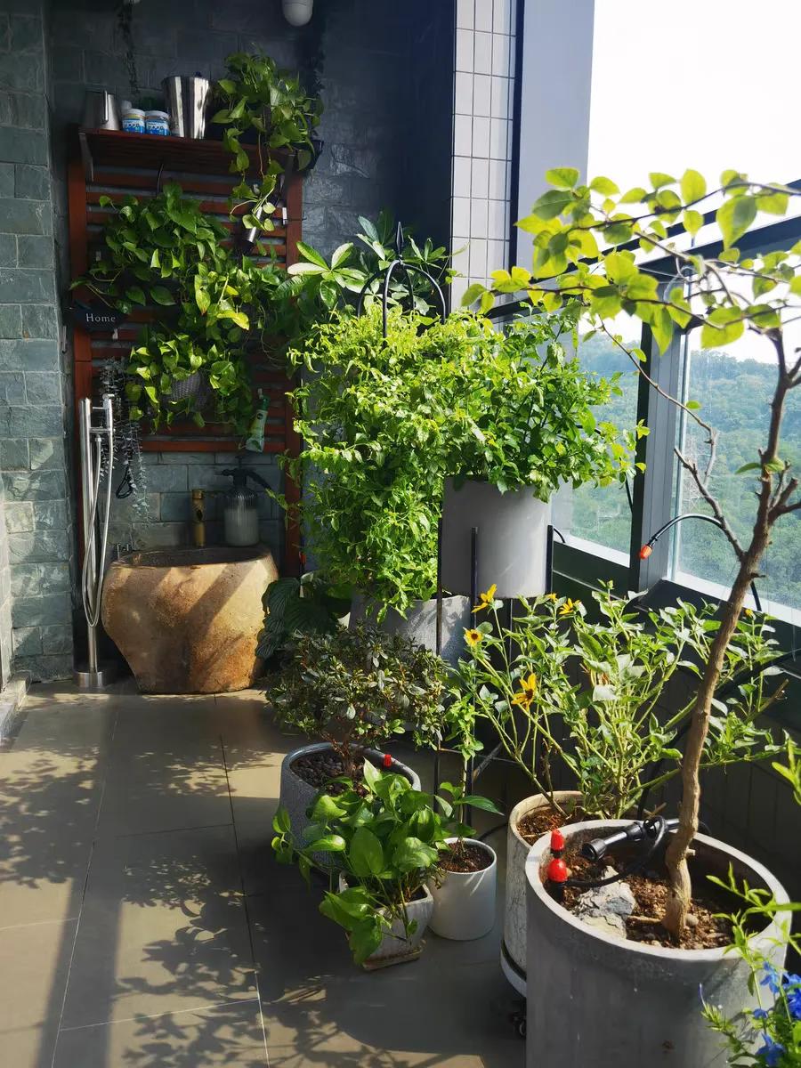 长期出差养花浇水小技巧,养花忘记浇水的妙招