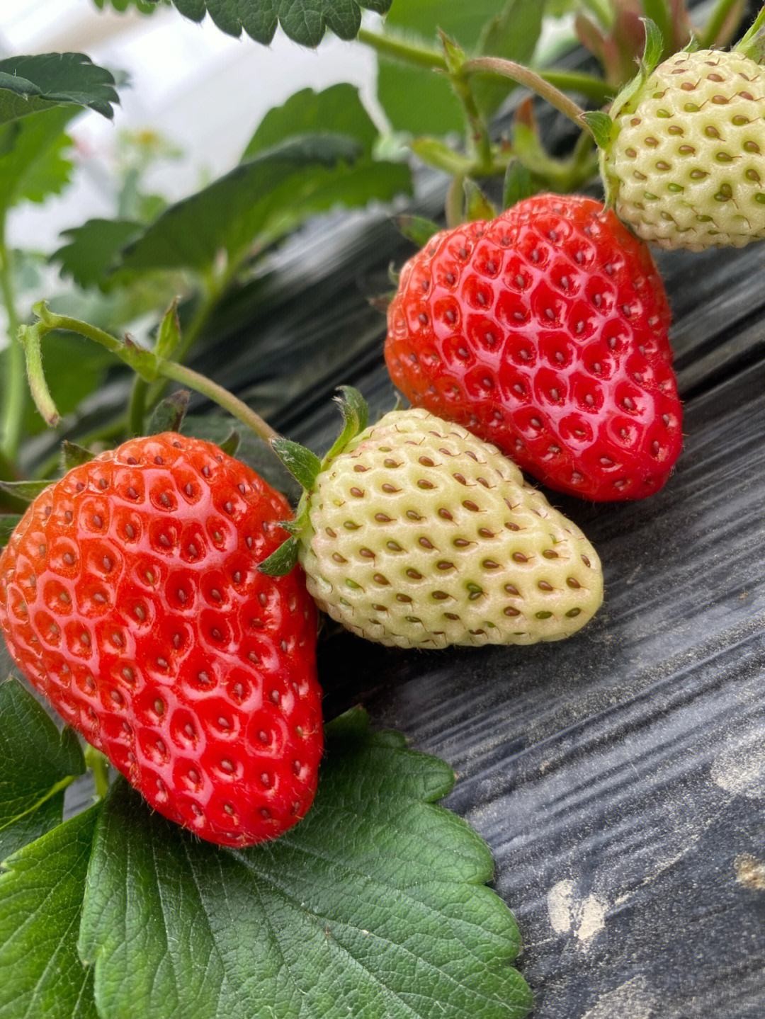 一旦皮肤上长了这5种痣,十有八九是黑色素瘤,一拖再拖会很麻烦