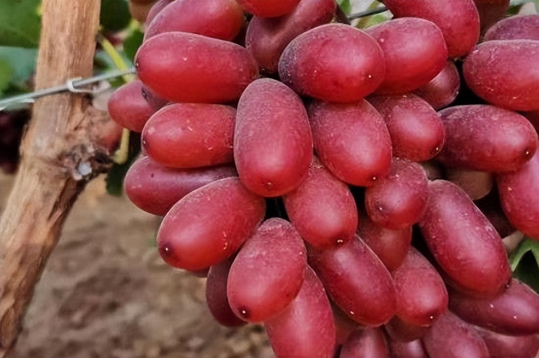 小车厘子树苗,秋天脆王葡萄苗