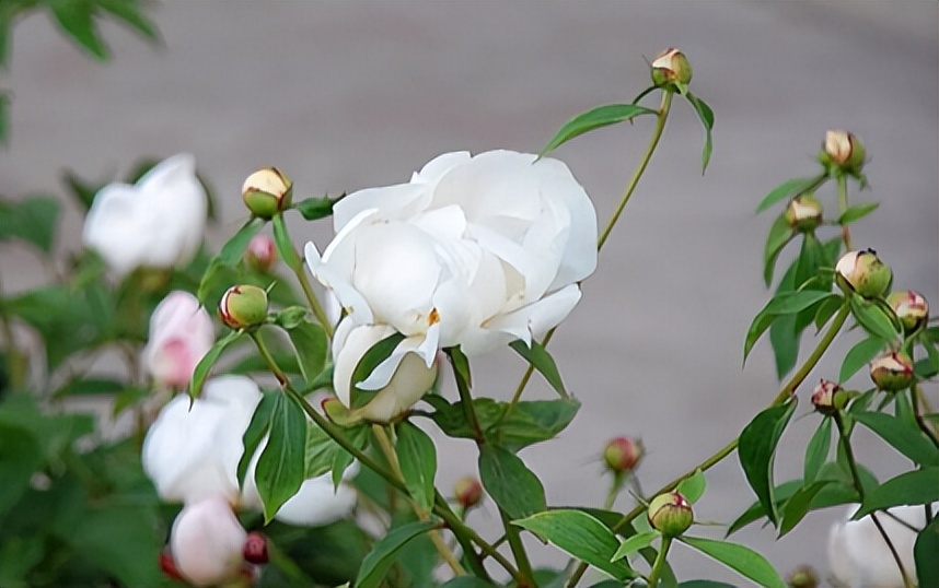 白芍的神奇功效秘方,每天学一味中药白芍