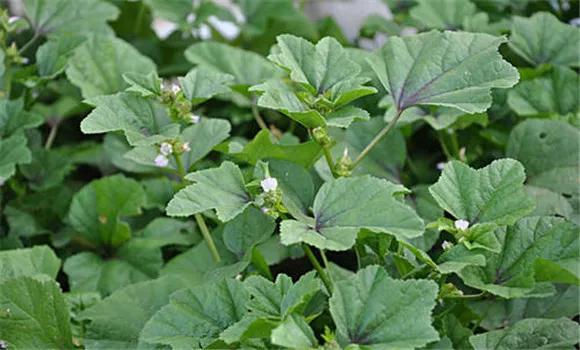 十大被人遗忘的蔬菜水果,十大被人遗忘的蔬菜