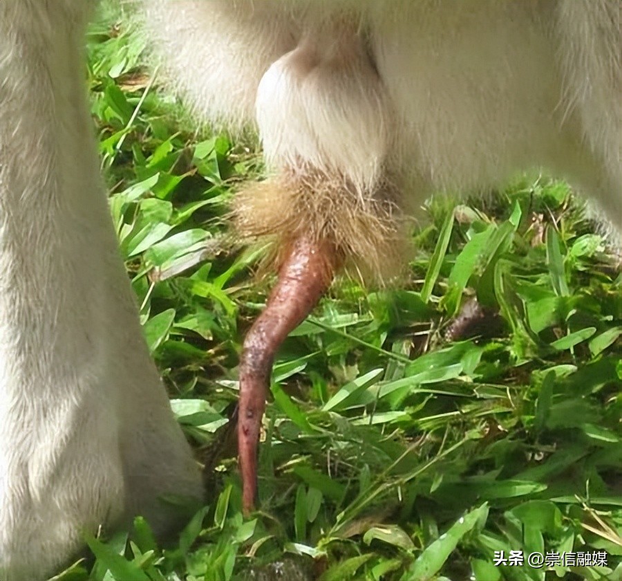 独行月球袋鼠踢沈腾露肚子片段,独行月球沈腾被袋鼠踢飞露肚子