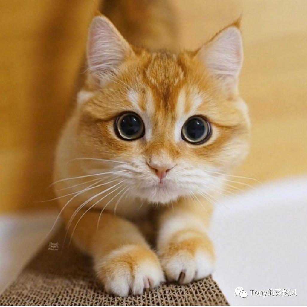 国外养猫攻略,英国短毛猫普通家庭怎么养猫