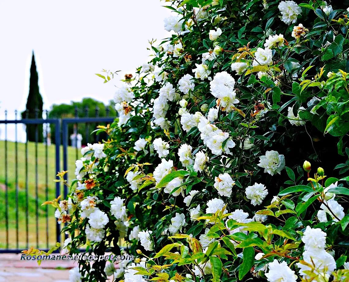 荼蘼花观赏特性,荼蘼花红色重瓣