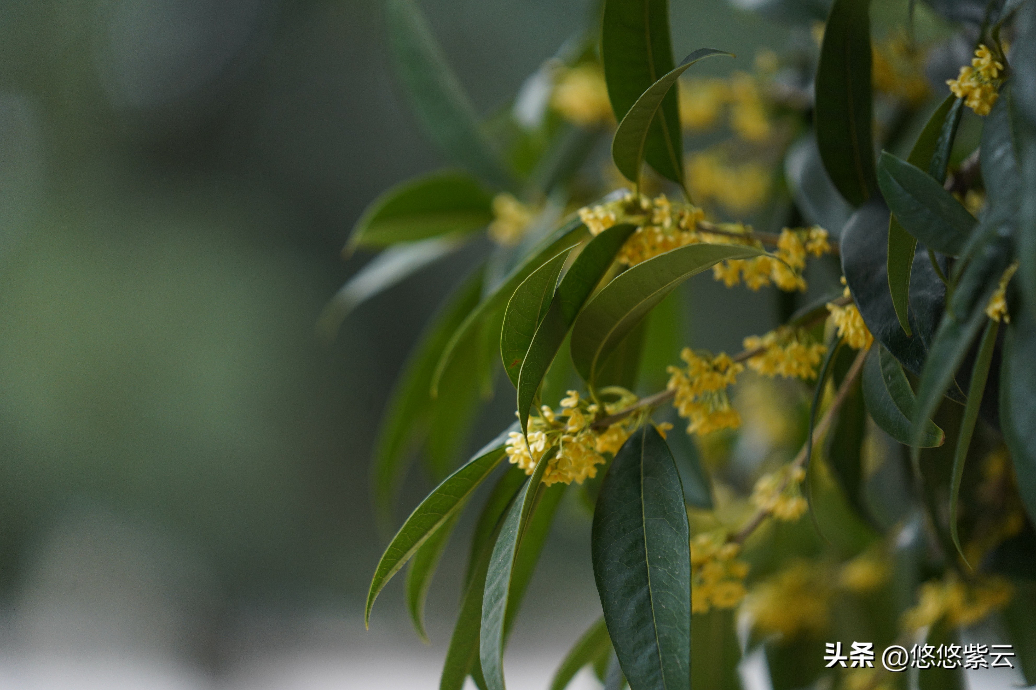 襄阳桂花,襄阳八月桂花遍地开