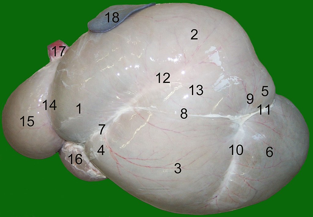 牛身上挖个洞它不会痛吗,为什么在牛身上开洞还要伸手去掏