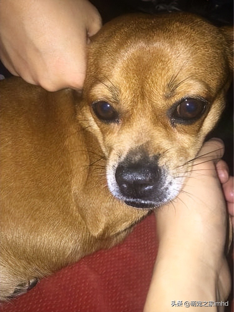 你知道这8种狗狗生病的症状吗,狗狗比较容易得的几种疾病