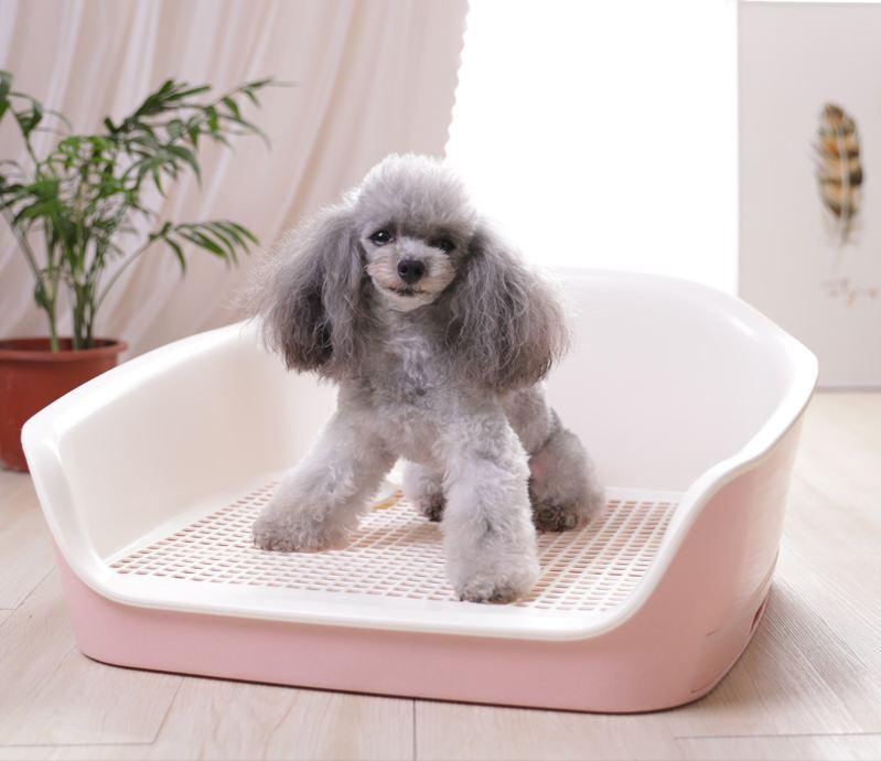 成年泰迪犬怎么训练大小便,泰迪犬怎样训练大小便的方法视频