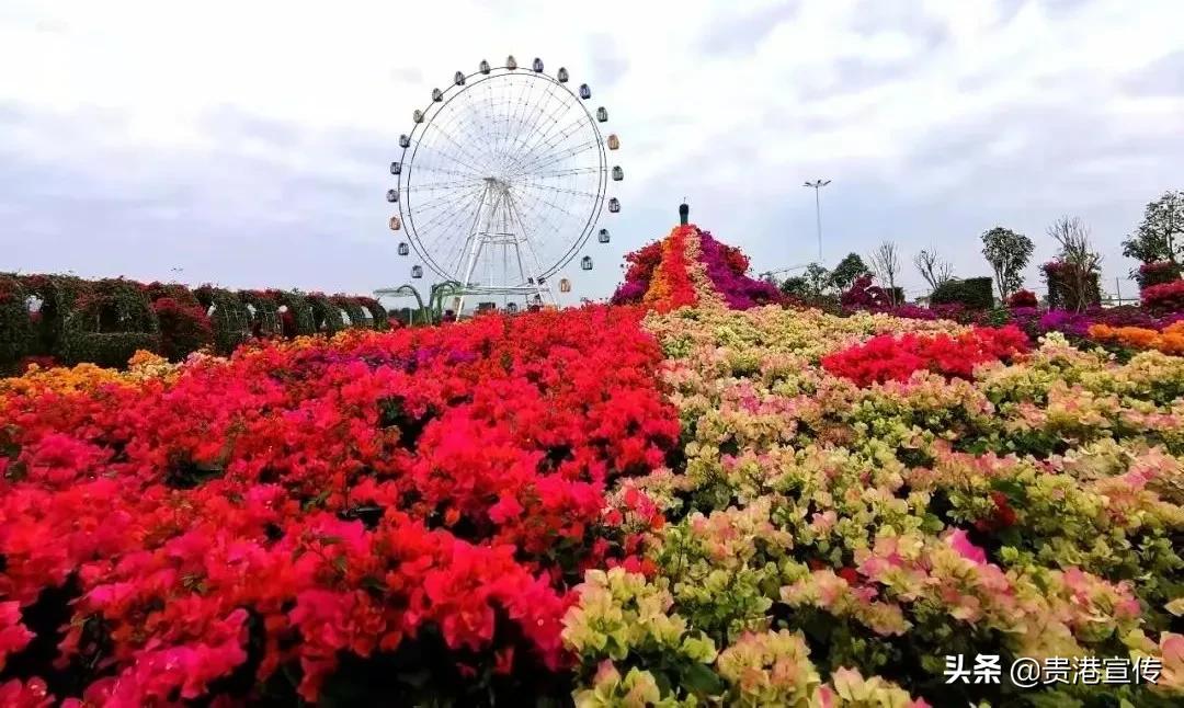春节贵港一日游最佳攻略,春节贵港去哪里玩