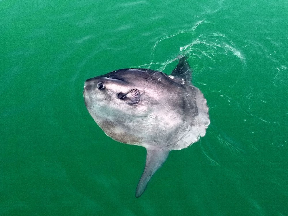 海中翻车鱼,海洋自助餐翻车鱼