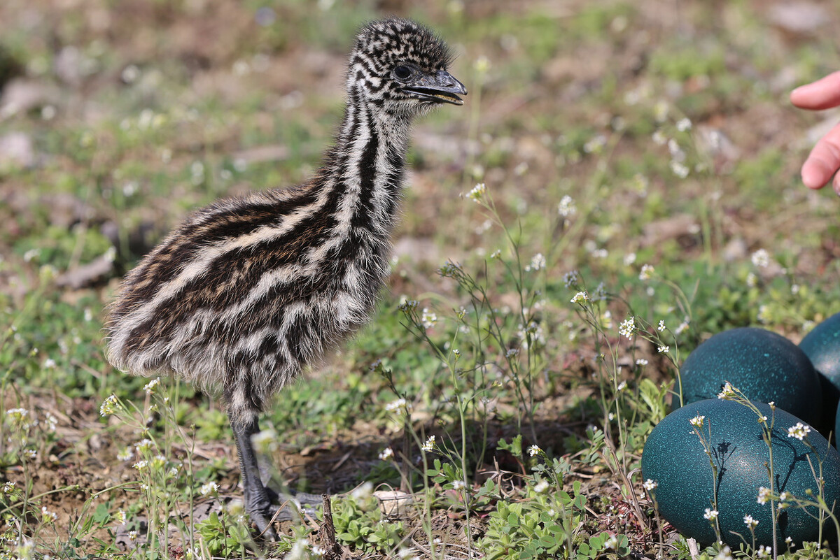 链球菌不光家畜发病,家禽也有,禽链球菌病的兽医知识