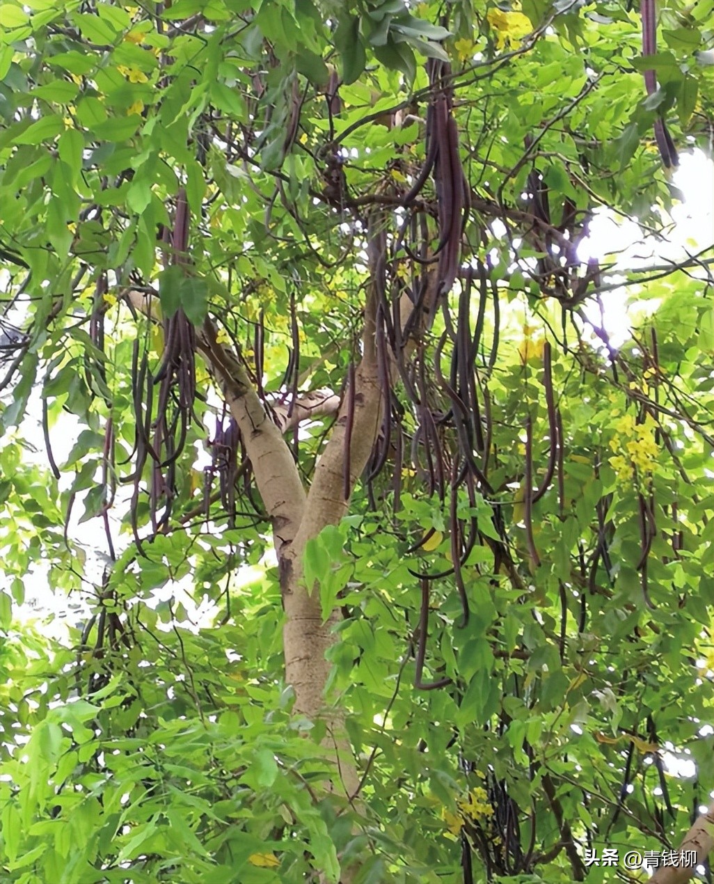 独家揭秘南国花城夏季四季惊艳