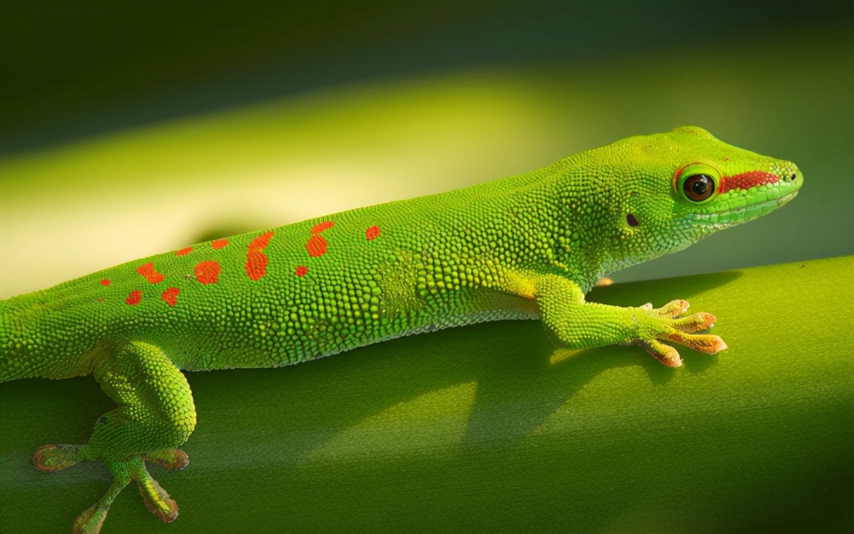 家里进了壁虎可以不理吗,家有壁虎需要留住吗