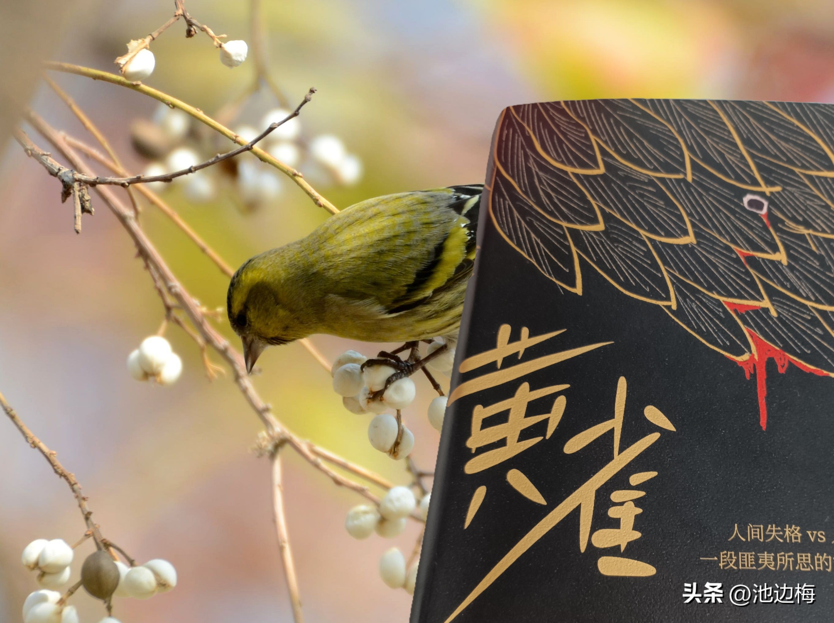 螳螂捕蝉黄雀在后哪个人说的,螳螂捕蝉黄雀在后的雀是猫吗