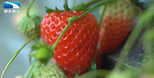 甜了味蕾鼓了荷包湖北20万亩草莓变身“致富果”