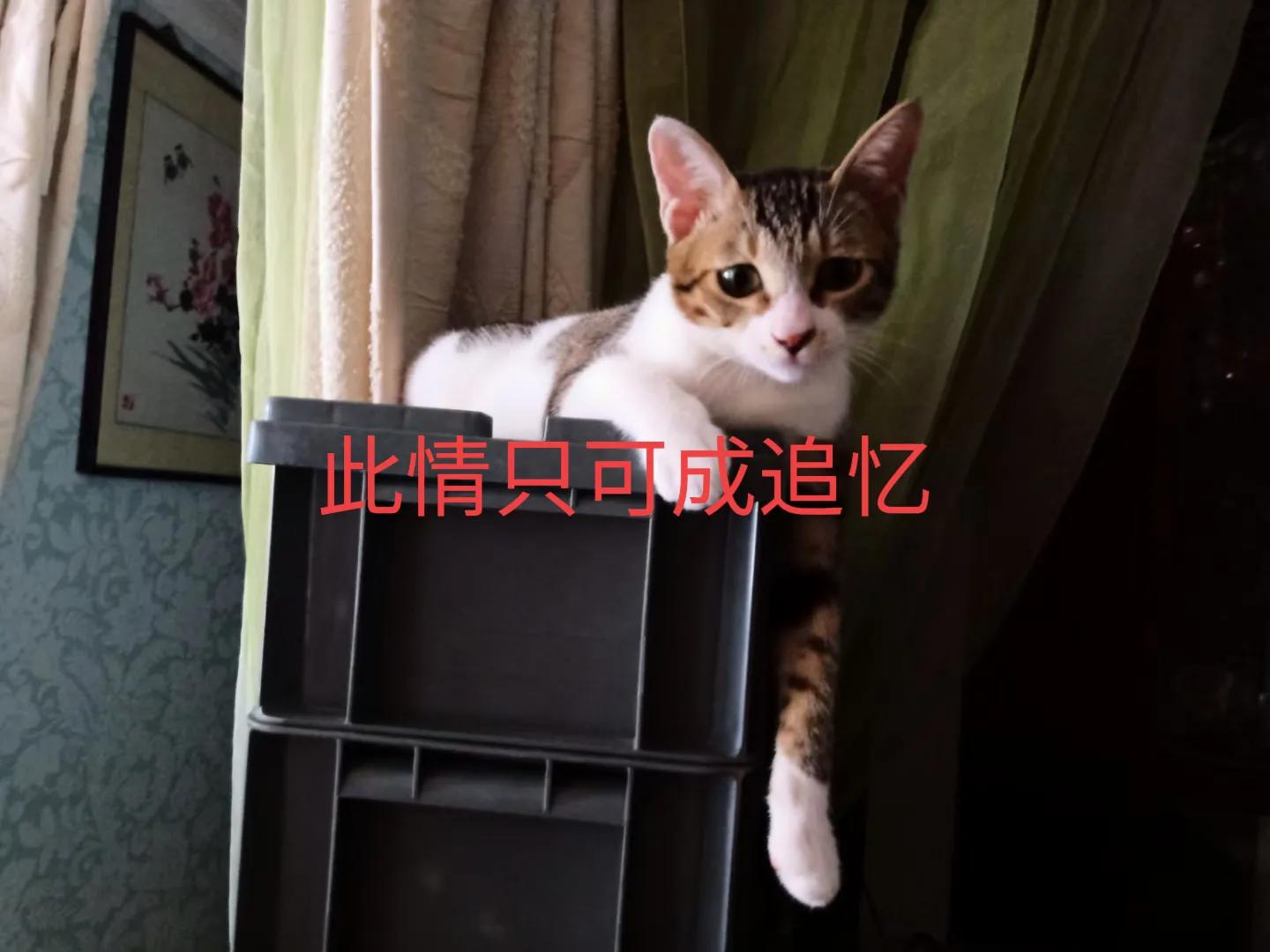 happy鎴戠殑濂冲鎻掓洸,浣爃appy鎴戜篃happy