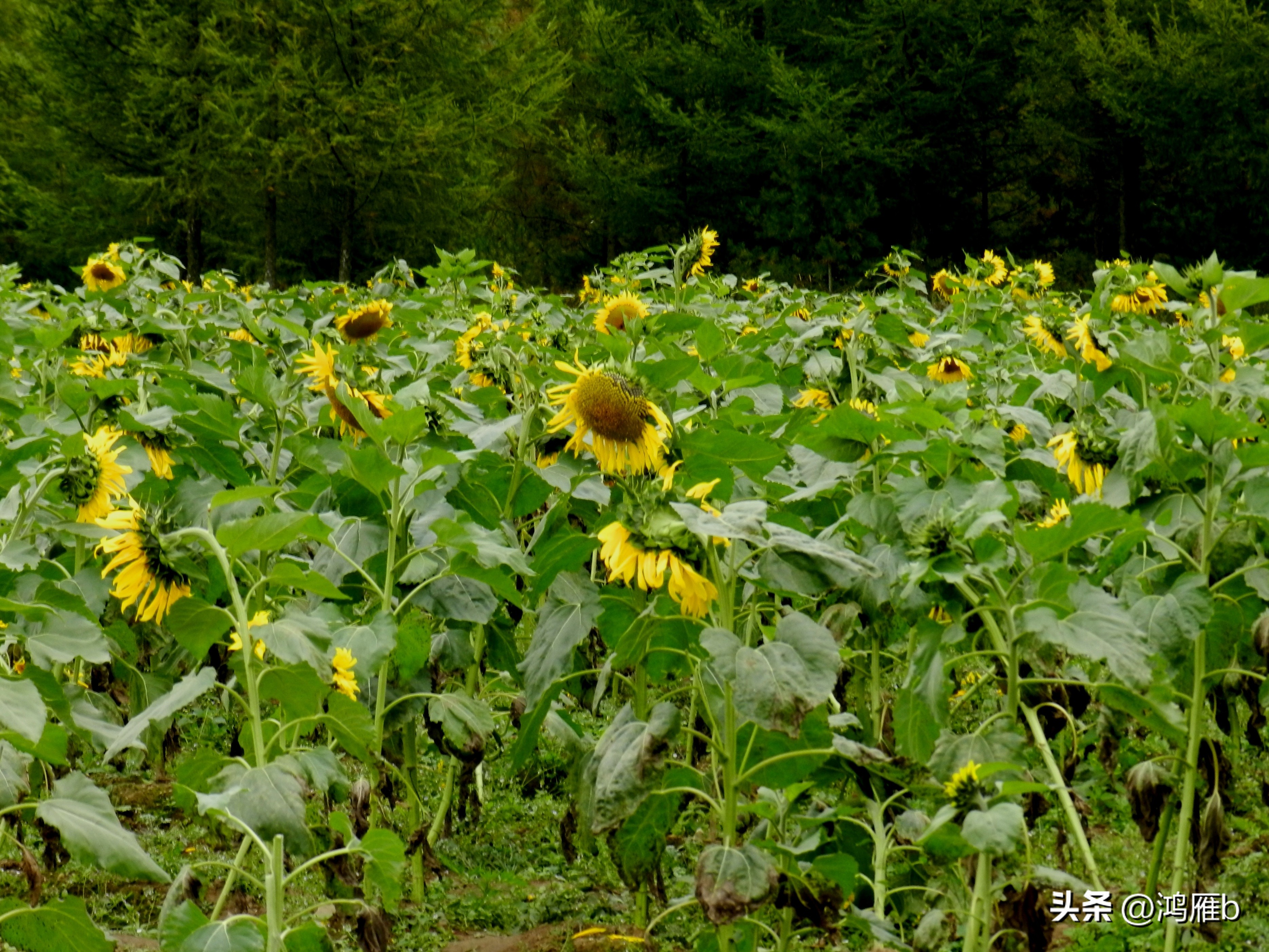 本溪温泉汤沟门票价格,本溪花溪沐枫雪温泉小镇
