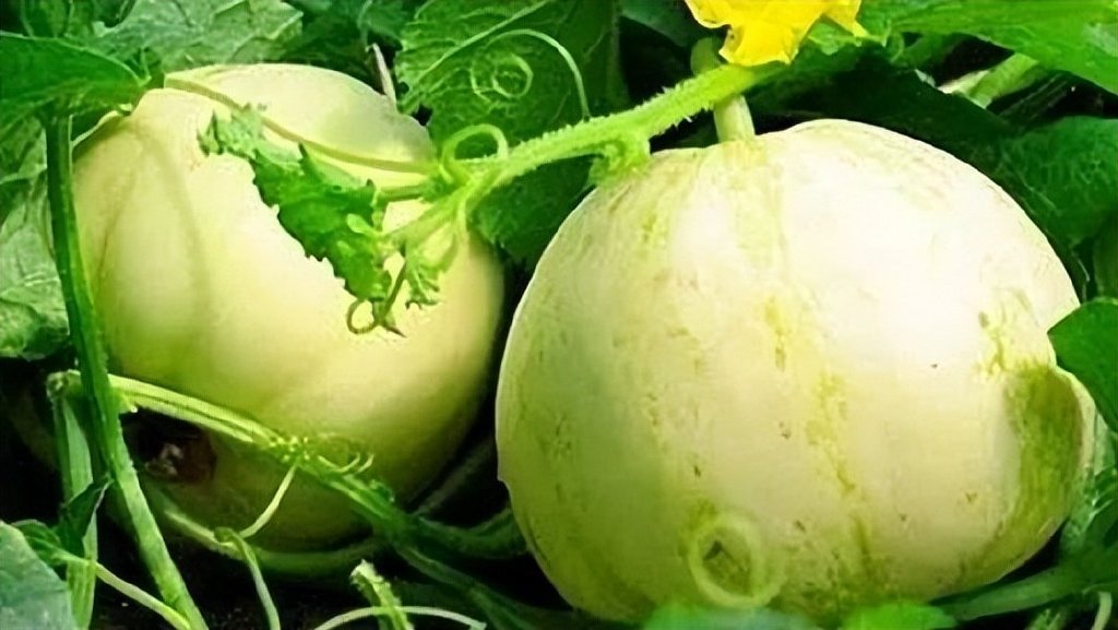 中国地理标志农产品品牌展播,济宁优质农产品品牌