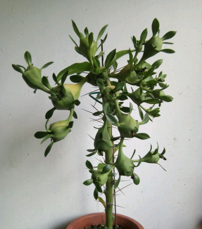 最美最惊艳的仙人掌花,仙人掌奇花图片大全