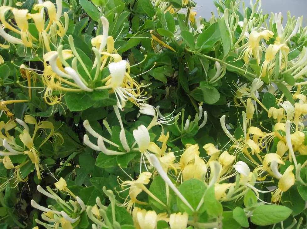 清明期间开的野花有哪些,清明节野花