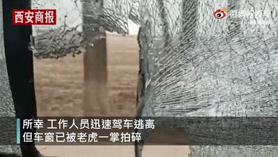 野外遇到老虎为啥不能爬树或下水,野外遇到老虎的正确求生方式