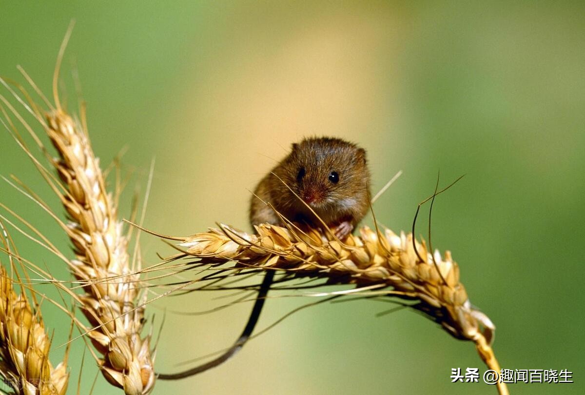 周公解梦大全查询梦见老鼠好不好,梦见很多老鼠在屋里跑是什么征兆