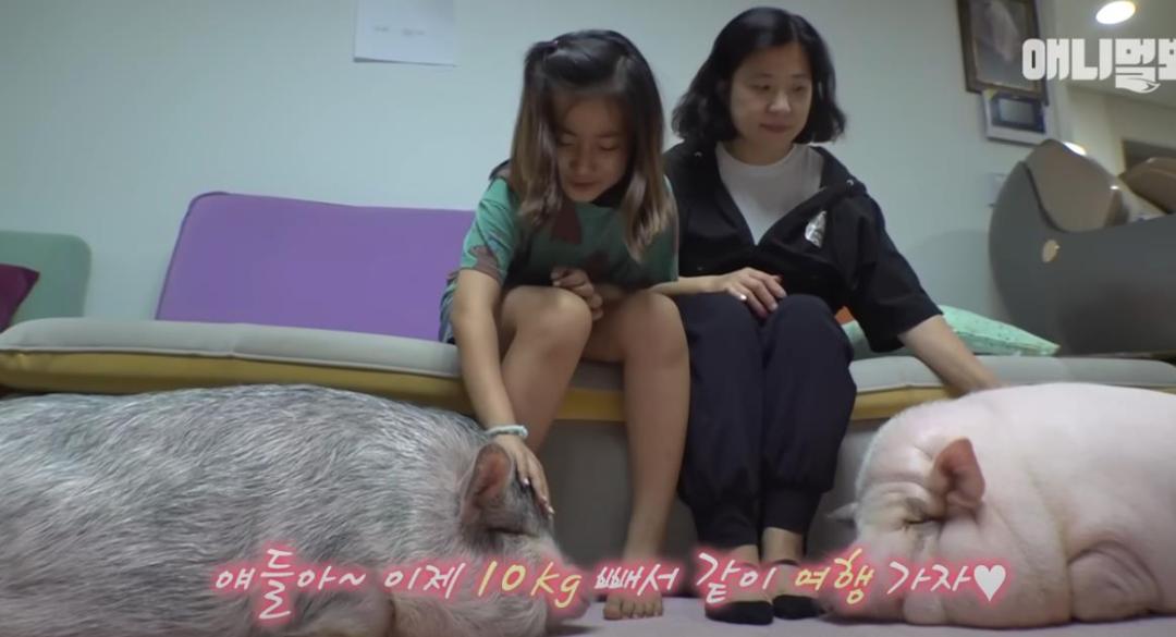 韩国女孩养迷你猪秒变大胖猪,如今带它们刻苦运动节食减肥