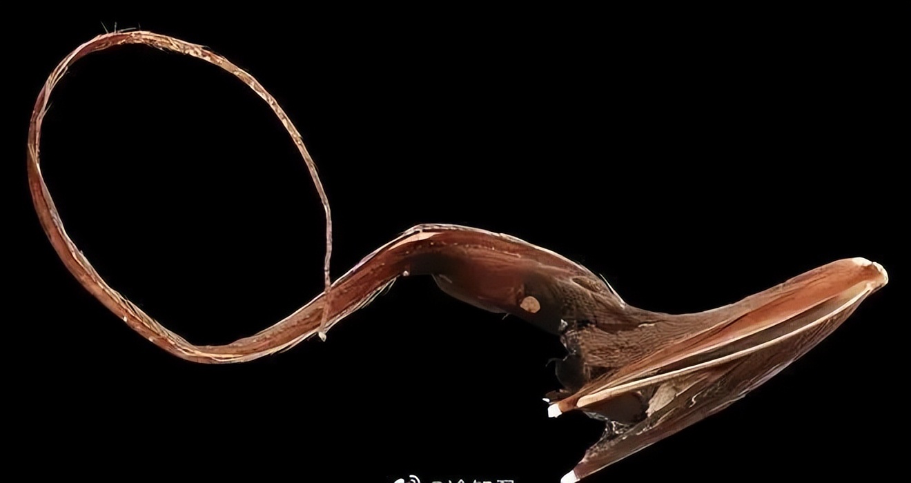 趣知识科普,趣知识