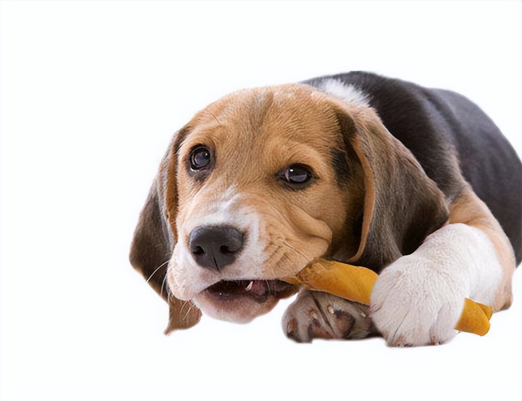 狗狗拉稀拉血嘴臭,狗狗吃了粑粑嘴臭