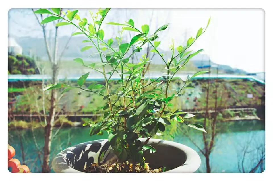 开到荼蘼花事了尘烟尽意思,开到荼蘼花事了不思量自难忘