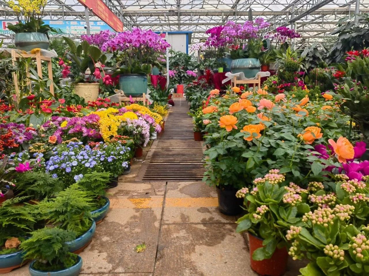 刚买来的盆栽怎么护理好,春季是给各种盆栽换盆的最佳时间