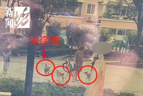 女子小区被狗咬,小区狗咬到人报警警察怎么处理呢