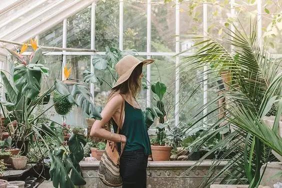 屋里不宜放的花卉,家里最忌摆放枯萎的绿植鲜花