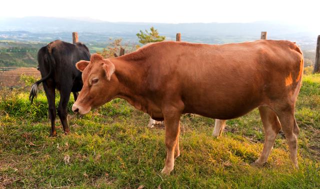 农村养牛前景好还是养羊前景好,现在在农村养牛好还是养羊好