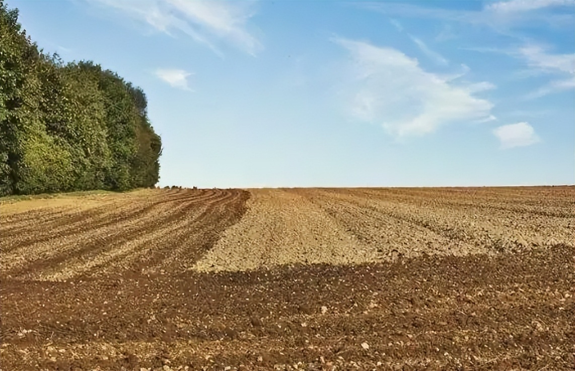 日本人山东租1500亩地的故事 (2006年日本人在山东租50亩地)