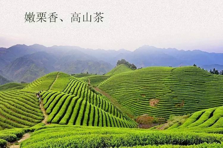 黔雨枝凤冈锌硒茶,凤冈县锌硒茶的来历