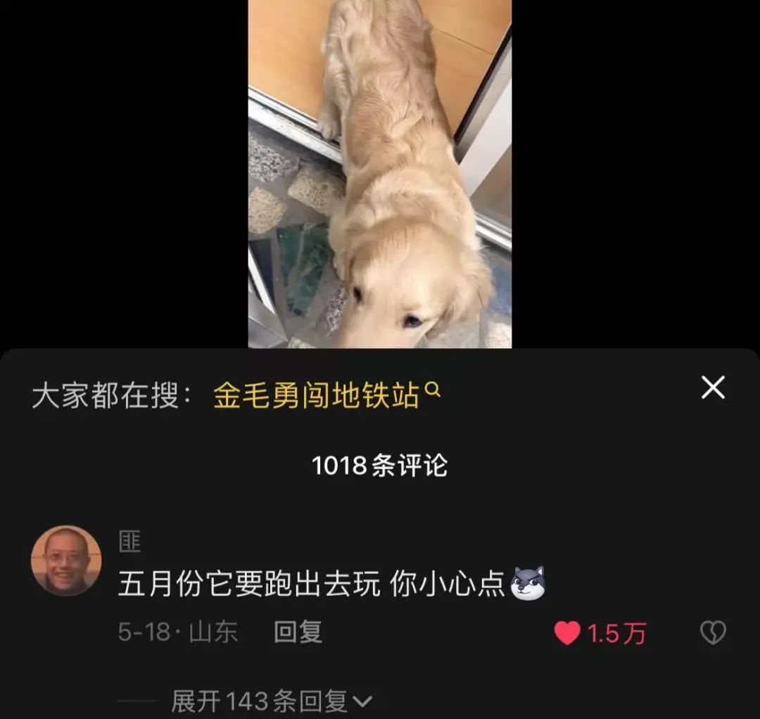 金毛误入地铁站后续,金毛闯地铁