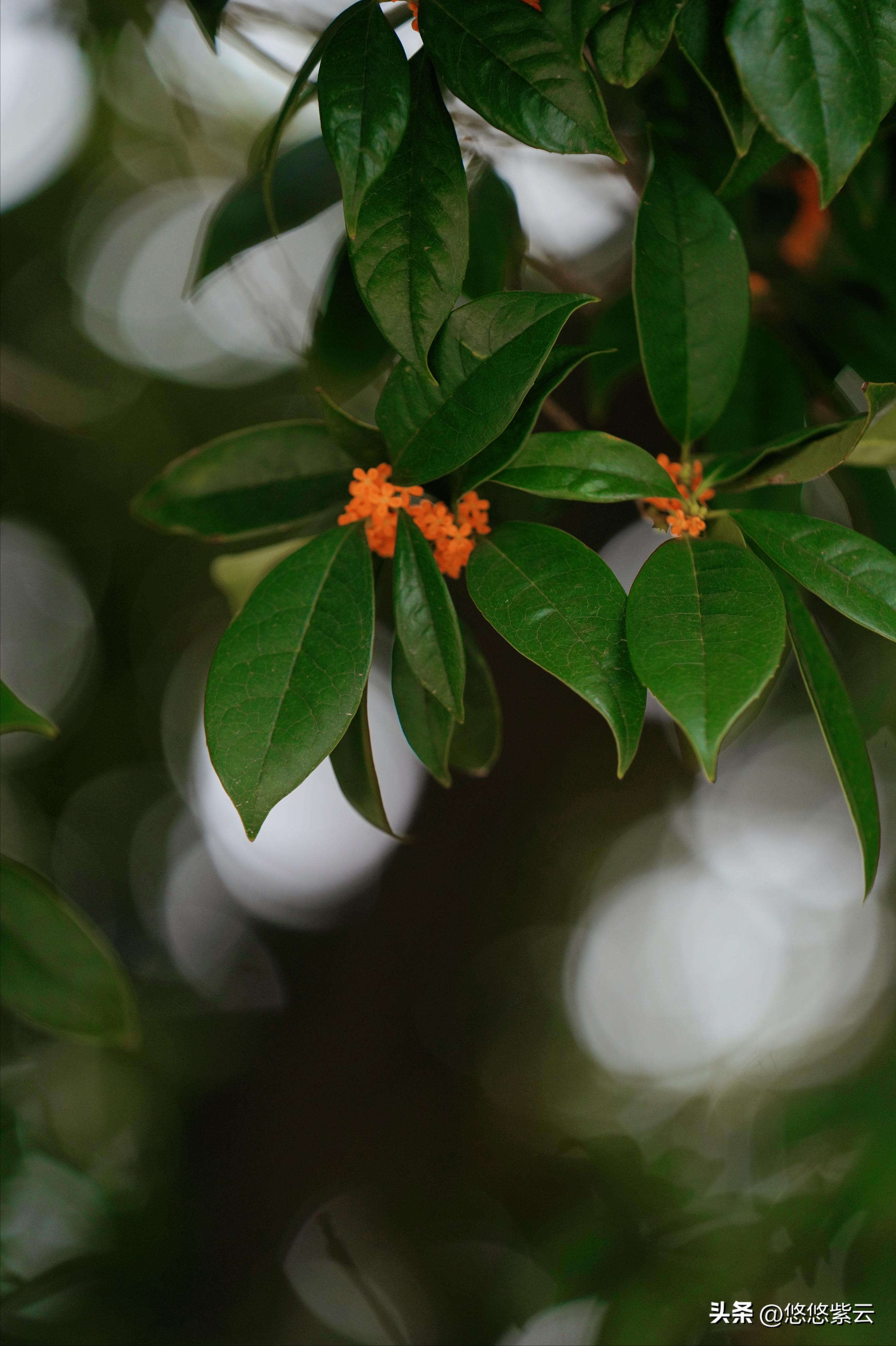 襄阳桂花,襄阳八月桂花遍地开
