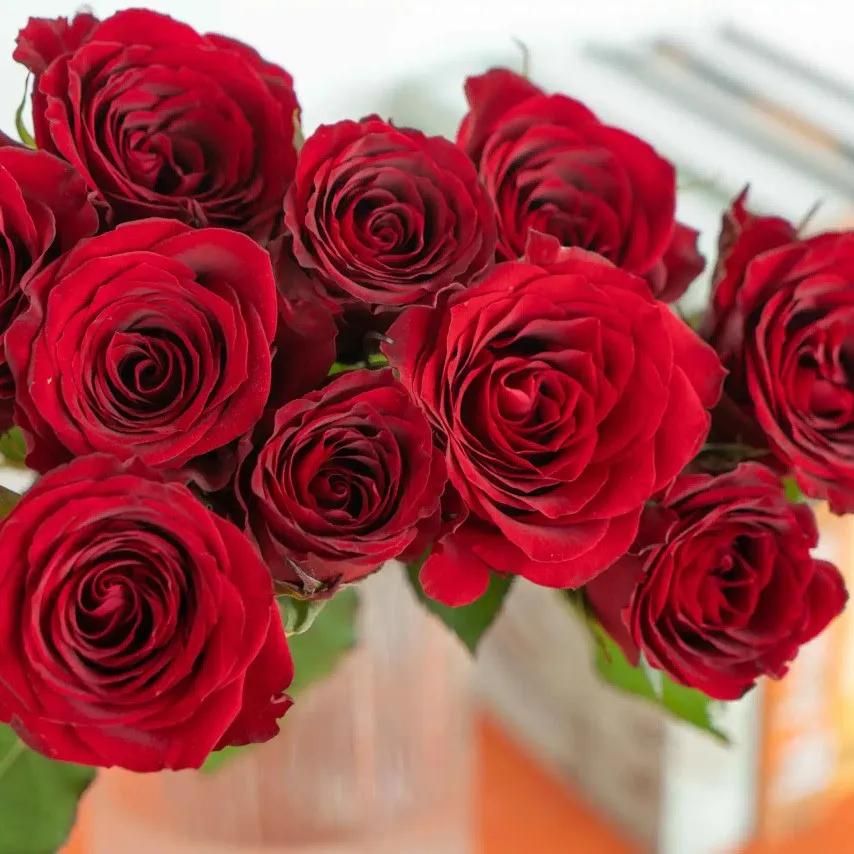 浪漫玫瑰爱情,爱情花朵红玫瑰