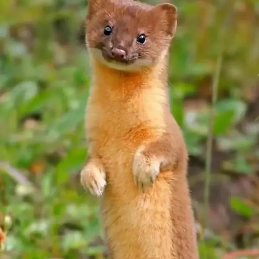 散养鸡的快乐生活,我的养鸡生活29天完整版