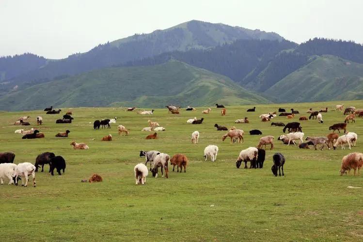 90程序员卖羊粪,90后程序员赚39万