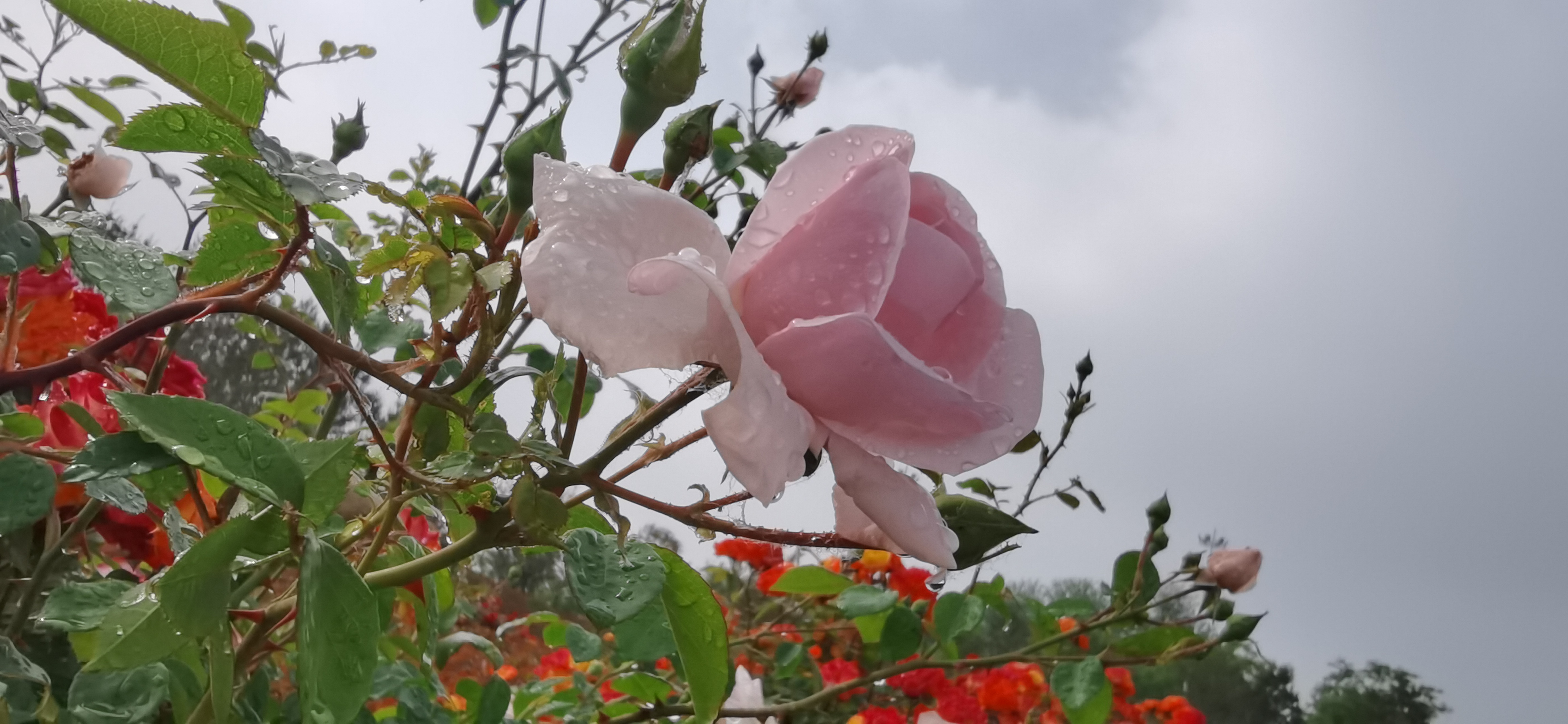 试机号码：2022295期福彩3D模拟试机号码来了，全单组合组六号码