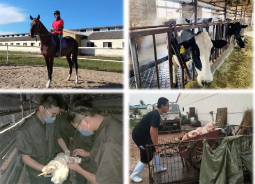 吉林大学动物医学专业好不好就业,河北农业大学动物医学专业好不好